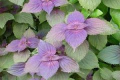 ����Ҷ�ݽŵĹ�Ч ����Ҷ�ݽ���ʲô�ô�