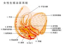 子宫