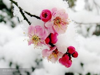 梦见雪中开花