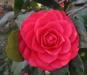 梦见茶花盛开