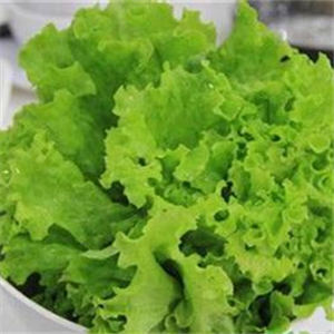 生菜的营养价值