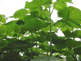 梦见梧桐树开花