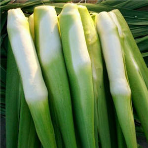 茭白的营养价值