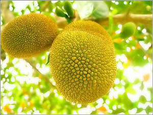 菠萝蜜怎么吃 菠萝蜜怎么吃呢