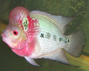 ʮ ˫Ůа
