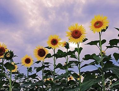 向日葵太阳花花语是什么