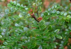 ����ľ����ֳ���� ��ֳ����ľ��ע������