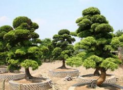 ���޺��ɺò��� �޺��ɶԼҾӻ�����Ӱ��