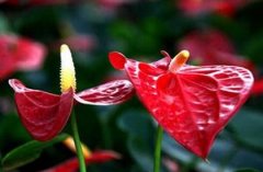 ���Ƶ���ֳ��������Щ ��ô��ֳ����