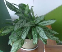 ��װ�޵ķ����ʺϷŵ�ֲ������Щ