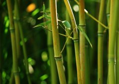 ����СС���������� �����ڻ�����ô�