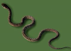 �ߵ����༰�ֲ� ��ηֱ��ߵ�����