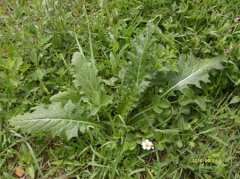 Ұ��ʳ�õ�ԭ�� ʳ��Ұ��ע������