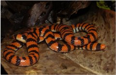 ��δ�������ҧ�� ��ҽǰ���������˿�