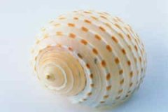 Ħô