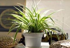 ���ڷ���Щֲ���