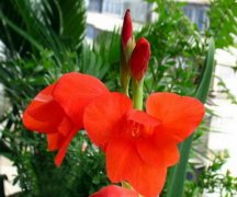 ������ô���ȽϺ� ��ֳ�����ķ�������