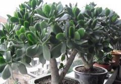 ������ô�� ��������ֳ������ϸ����