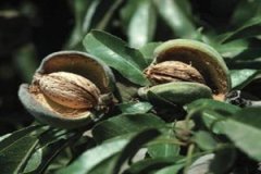 �����ʵ�Ӫ����ֵ ��������ʲôӪ����