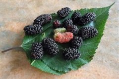 ɣ���ӵĹ�Ч����������Щ ɣ���ӵ�ʳ��