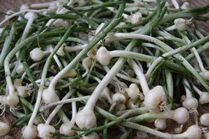 小根蒜的药用价值