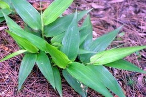 淡竹叶的副作用