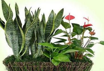 室内植物摆放风水原理 植物摆放该注意什么