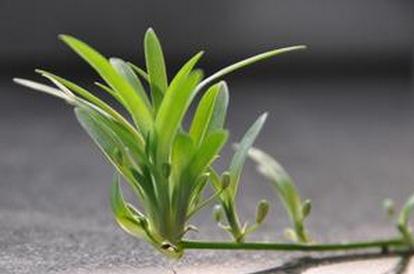 吊兰摆放的风水讲究 怎么摆放适合