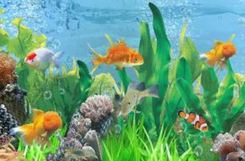 2015鱼缸摆放风水 鱼缸如何摆放最好