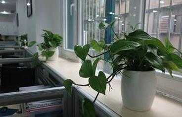 办公室植物摆放风水 轻松制造好的职场风水