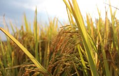 ��α��ת����ʳƷ ת����ʳƷ�м���