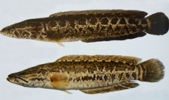 �����Ӫ����ֵ���� �������ʳ��������Щ