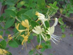 ��������һ��ҩ�� �������Ĺ�Ч������