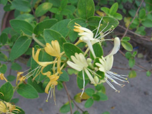 ��������һ��ҩ�� �������Ĺ�Ч������