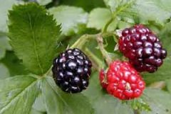 ɣ�صĹ�Ч������ ɣ����ô�Բ�Ӫ��