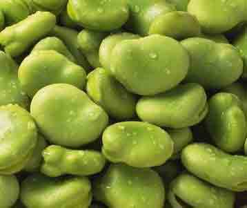 蚕豆的功效与作用 蚕豆的食疗应用