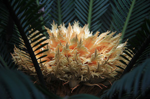 铁树花的作用 铁树枝叶及种子的应用