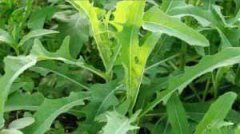 ��˵Ĺ�Ч������ �������Щҩ�ü�ֵ