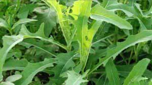 ��˵Ĺ�Ч������ �������Щҩ�ü�ֵ