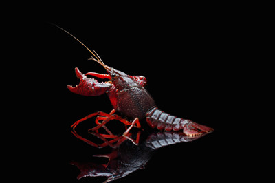 如何吃小龙虾才健康 小龙虾的健康吃法