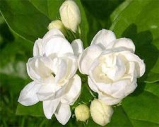 �и��ܺ����򻨲��� ���ڿ��Ժ����򻨲���