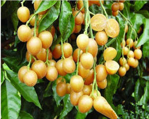 �и����ԳԻ�Ƥ��