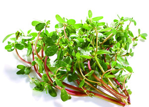 ����������Ū�źó� �����ȸ��ָ����ĳԷ�