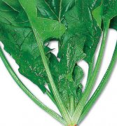 ��ʲôʳ����Բ�Ѫ���� ��Ѫ���յ�ʳ��