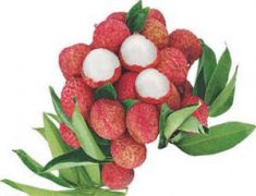 �и��ܳ���֦�� �����и����Գ���֦��