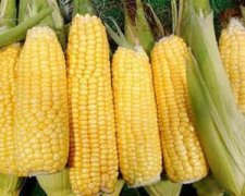 �и�Ѫ�Ǹ���ʳ���� ����ʱѪ�Ǹ߸���ô��