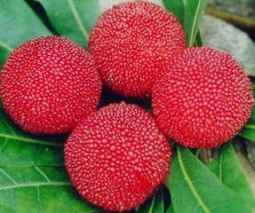 Ŵ