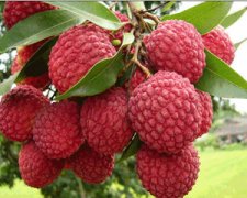 �и����Գ���֦�� �и��ܲ��ܳ���֦