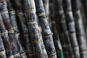 �и����ԳԸ�����