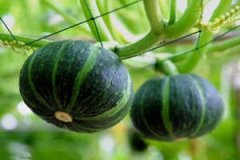 ���ݺ�ħ���Ϲ϶�ͯС���� �ٶ����´�ȫ